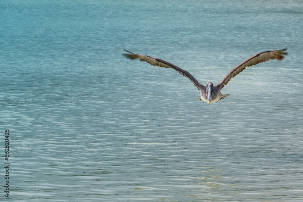 A lone pelican flies low over the calm, crystal-clear waters of a beach in the Galapagos Islands A lone pelican flies low over the calm, crystal-clear waters of a beach in the Galapagos Islands