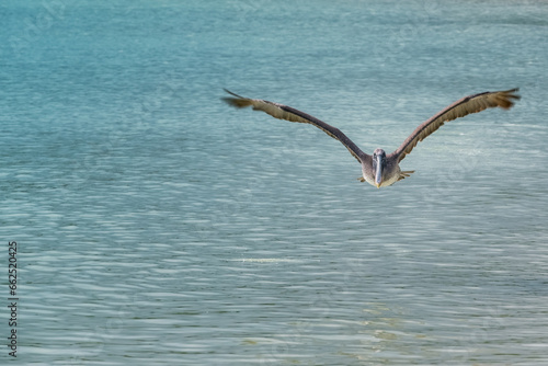 A lone pelican flies low over the calm, crystal-clear waters of a beach in the Galapagos Islands