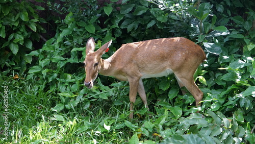 deer in the forest