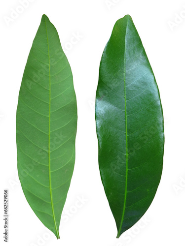 Double sided green leaves on transparent background, foliage texture