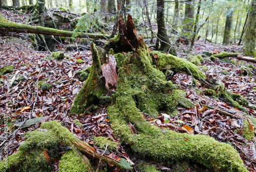 Aokigahara sea of tree Jyukai and hyoketsu ice cave in Mt Fuji and Mt Ohmuro in shizuoka and Yamanashi, Japan. photo