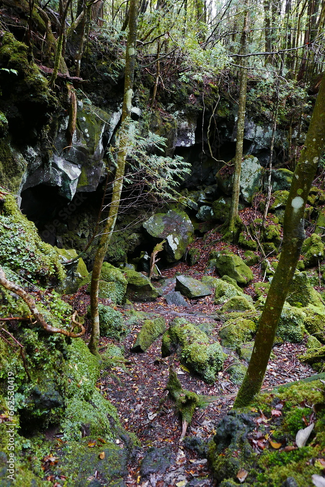 Aokigahara sea of tree Jyukai and hyoketsu ice cave in Mt Fuji and Mt Ohmuro in shizuoka and Yamanashi, Japan. Aokigahara sea of tree Jyukai and hyoketsu ice cave in Mt Fuji and Mt Ohmuro in shizuoka and Yamanashi, Japan.