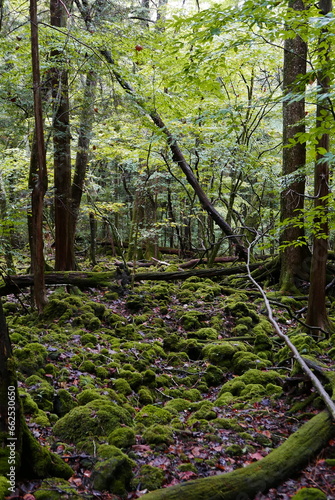 Aokigahara sea of tree Jyukai and hyoketsu ice cave in Mt Fuji and Mt Ohmuro in shizuoka and Yamanashi, Japan. photo