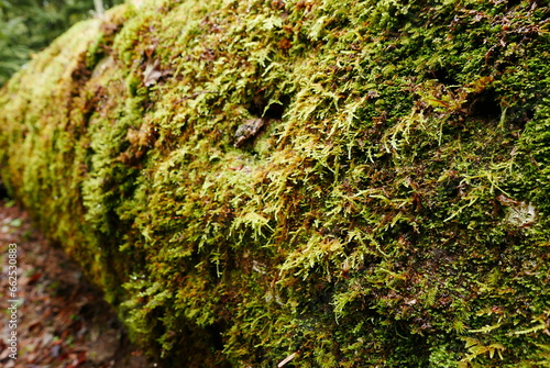 Aokigahara sea of tree Jyukai and hyoketsu ice cave in Mt Fuji and Mt Ohmuro in shizuoka and Yamanashi, Japan. photo