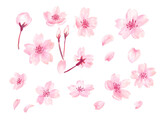 桜の切り抜きで使える透過背景の手描き風イラスト素材