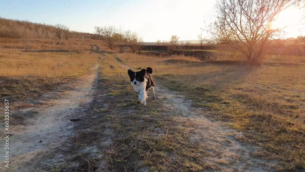 Idyllic country trail across a dry hay meadow and an overjoyed old dog fast running towards camera, slow motion effect. Beautiful autumn day, rural scene Idyllic country trail across a dry hay meadow and an overjoyed old dog fast running towards camera, slow motion effect. Beautiful autumn day, rural scene