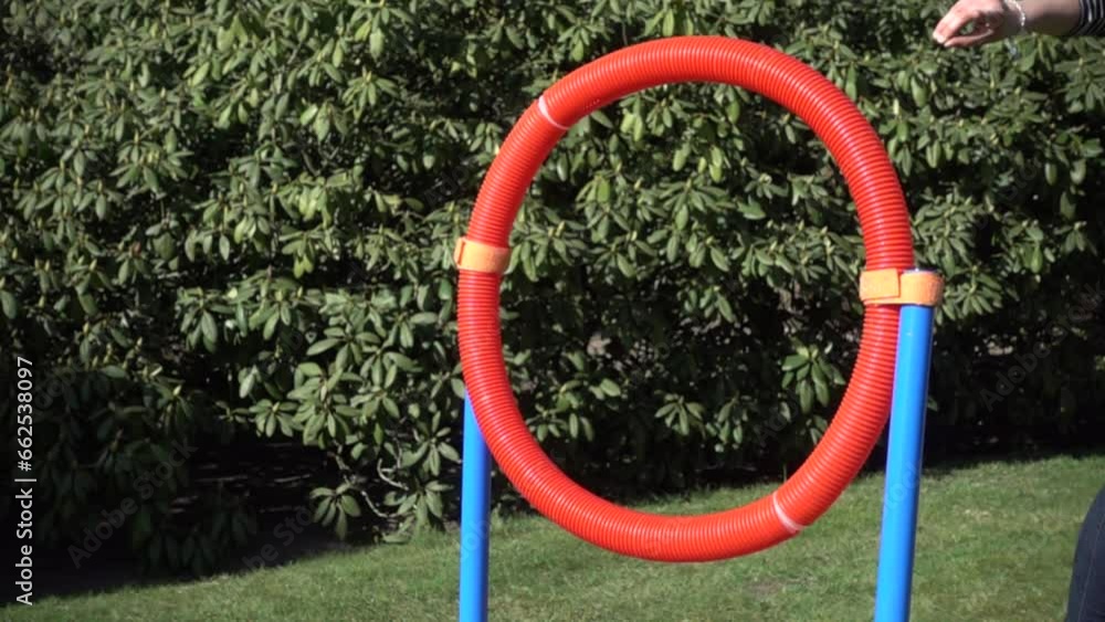 Havanese dog jumping through the hoop in slow motion, Sennestadt, North Rhine-Westphalia, Germany, Europe Havanese dog jumping through the hoop in slow motion, Sennestadt, North Rhine-Westphalia, Germany, Europe