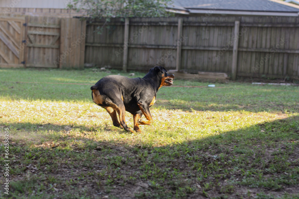 10 month old male purebred rottweiler - full body running shot 10 month old male purebred rottweiler - full body running shot