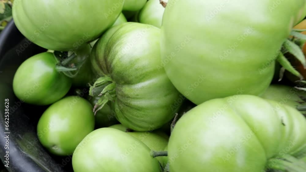 Tomatoes growing on a branch, large fruits,Young green tomatoes,small clusters of berries, agricultural products,vegetarian food,healthy food,harvesting Tomatoes growing on a branch, large fruits,Young green tomatoes,small clusters of berries, agricultural products,vegetarian food,healthy food,harvesting
