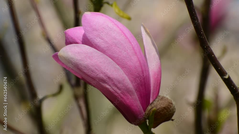 Flowering Magnolia Apollo in a park in Ystad, Scania, Sweden, Scandinavia, Europe Flowering Magnolia Apollo in a park in Ystad, Scania, Sweden, Scandinavia, Europe