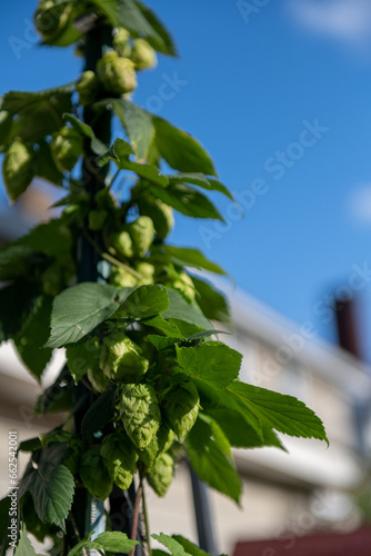 Micro craft brewing. Hop farming for craft brewery, home brewing, microbrewing, hops, hoppy, beer hops