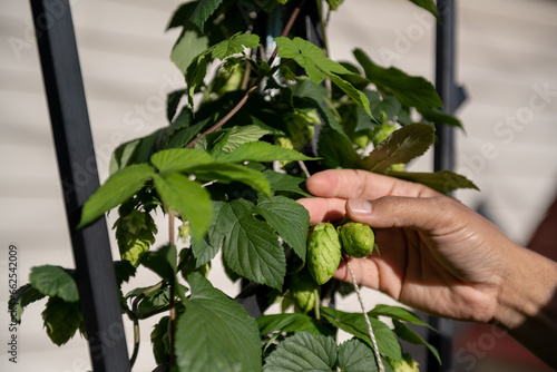 Micro craft brewing. Hop farming for craft brewery, home brewing, microbrewing, hops, hoppy, beer hops (ID: 662542009)