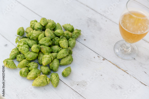 Hop Farming, Beer Hops, Urban Farming, Urban Brewing, Hoppy Beer, Beer Hops