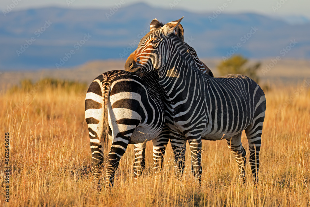 Naklejka premium Two Cape mountain zebras (Equus zebra) at sunset, Mountain Zebra National Park, South Africa.