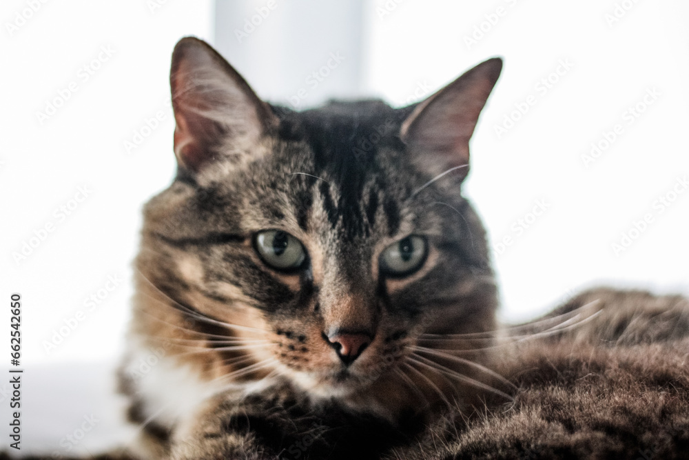 Domestic long-haired tabby cat posing with a white background Domestic long-haired tabby cat posing with a white background