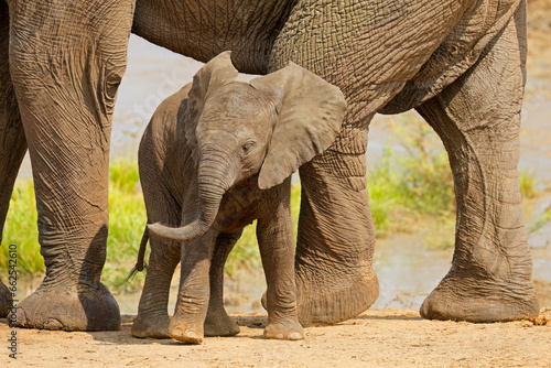 A cute baby African elephant (Loxodonta africana), Kruger National Park, South Africa.