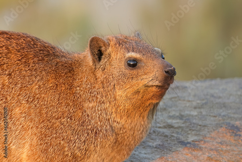 Portrait of a rock hyrax (Procavia capensis) basking on a rock, Augrabies Falls National Park, South Africa. photo