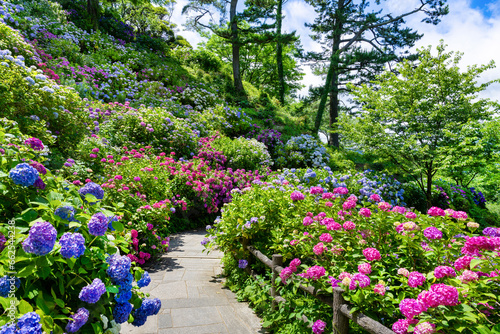 静岡県下田市　下田公園あじさい祭り