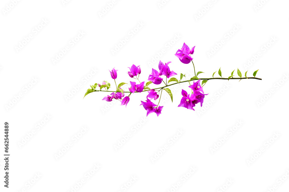 decoration, isolated on white, isolated flower, isolated, pasting, cut, cutout, copy, copy space, space, illustration, bougainvillea isolated, bougainvillea, asia, background, beautiful, beauty, bloom decoration, isolated on white, isolated flower, isolated, pasting, cut, cutout, copy, copy space, space, illustration, bougainvillea isolated, bougainvillea, asia, background, beautiful, beauty, bloom