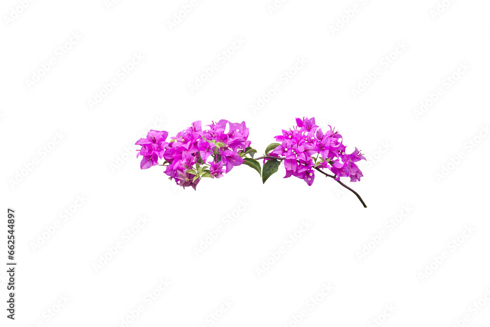 Obraz premium Close-up view of purple bougainvillea flowers isolated on transparent background png file.