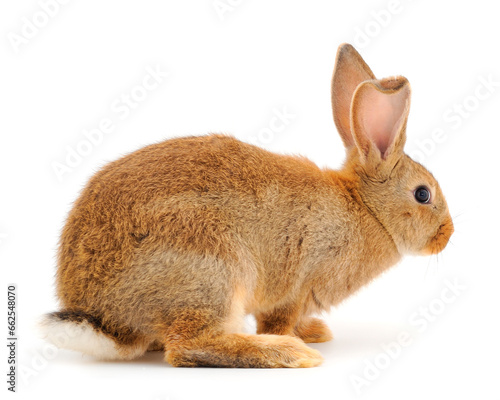 Brown rabbit isolated.