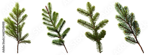 Photographie christmas tree branch isolated on transparent background