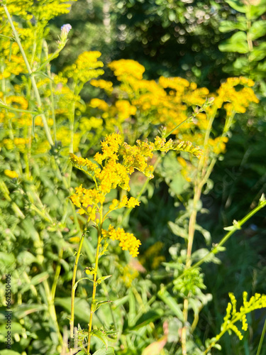 A wild goldenrod standing by the roadside.