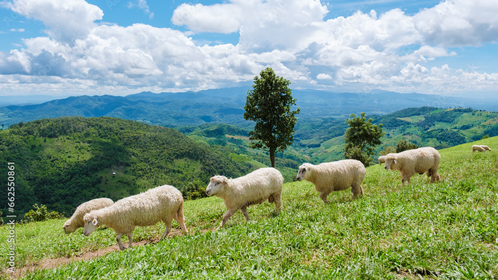 a group of sheep at a sheep farm in Chiang Rai Northern Thailand Doi CHang mountain