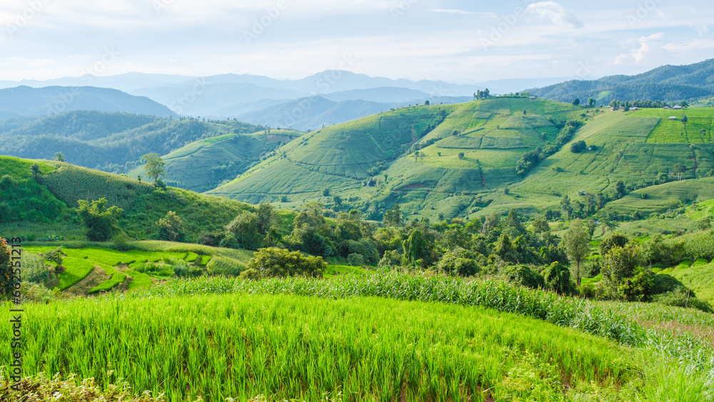 Obraz premium Drone aerial view at the green Terraced Rice Field in Chiangmai, Thailand, Pa Pong Piang rice terraces, green rice paddy fields during rain season