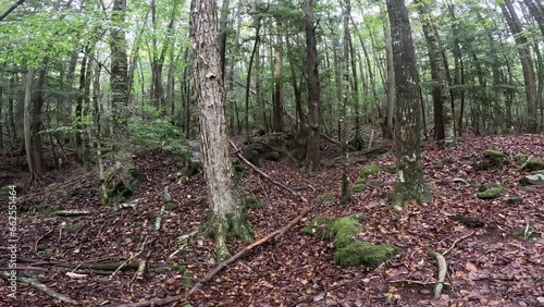 Aokigahara sea of tree Jyukai and hyoketsu ice cave in Mt Fuji and Mt Ohmuro in shizuoka and Yamanashi, Japan. photo