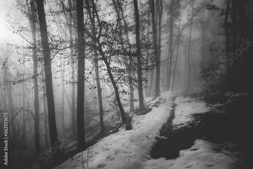 Wallpaper Mural Mysterious and desolate atmosphere on a gloomy day in the dark woods with thick fog Torontodigital.ca