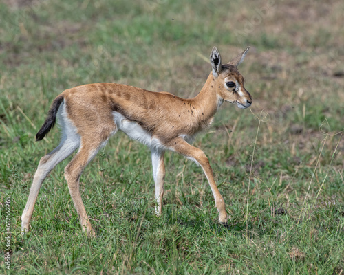 Baby Thompson's Gazelle, Masai Mara, Kenya