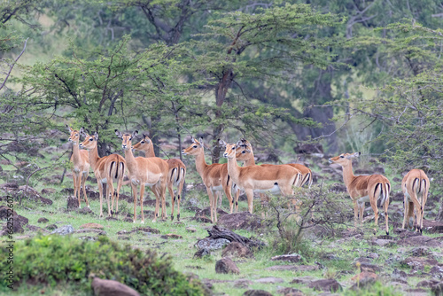A group of Female Impala  Masai Mara  Kenya