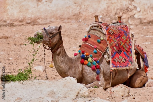 Brown dromedary camel sitting in the desert sand, grazing on the vegetation