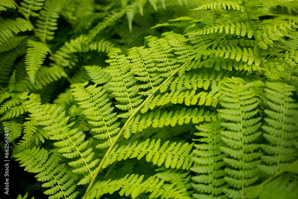 A view of fern leaves in the forest. A view of fern leaves in the forest.