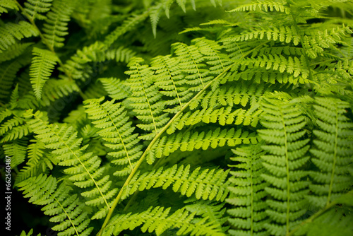 A view of fern leaves in the forest.