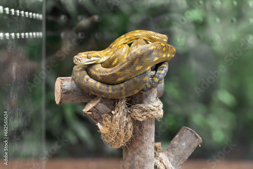 Close-up of Amethystine python curled up on a log.