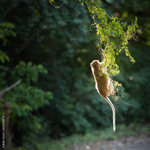 Photography Portrait one monkey or Macaca is dangling, looking like Tarzan on a branch, view from behind, It's fun, about to fall from tree