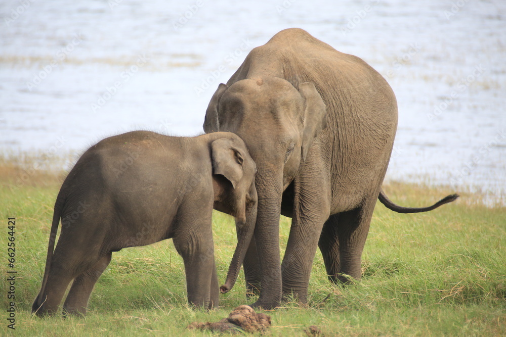 Fototapeta premium Baby elephant play time with mom