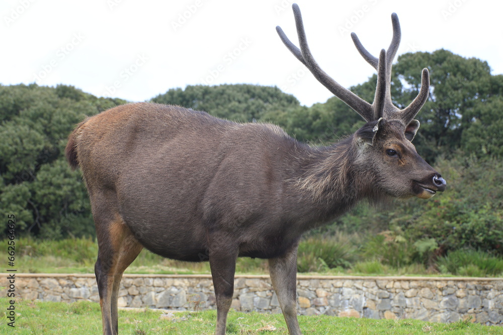 Obraz premium Sambar deer in Horton plains, Sri Lanka