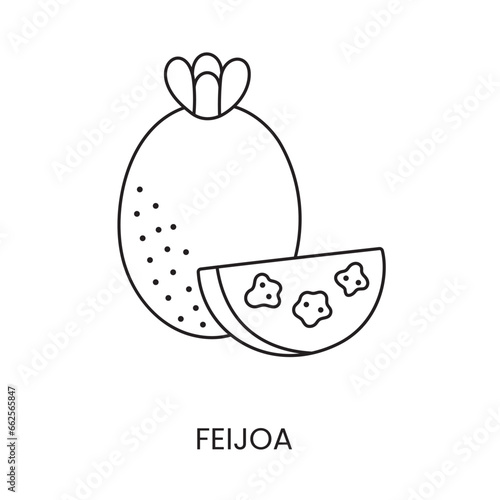 Feijoa line icon in vector, fruit illustration.