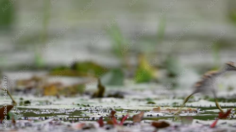 Chicks of Pheasant tailed Jacana Feeding in a rainy day on Floating Leaf Chicks of Pheasant tailed Jacana Feeding in a rainy day on Floating Leaf