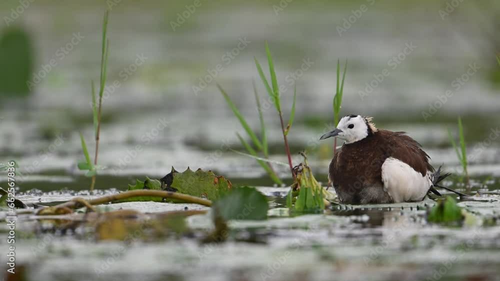 Pheasant tailed Jacana hiding chicks under her wings to Save them from Rain Pheasant tailed Jacana hiding chicks under her wings to Save them from Rain