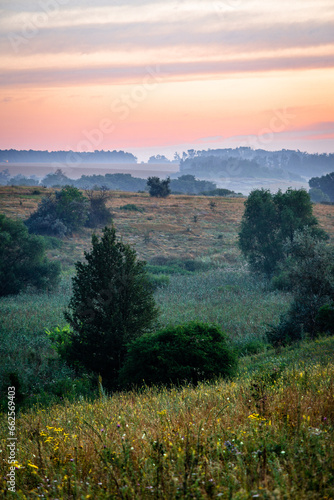 A Tranquil Morning View of a Field with Tall Grass and Flowers and a Thin Coniferous Tree against a Pink and Orange Sky.