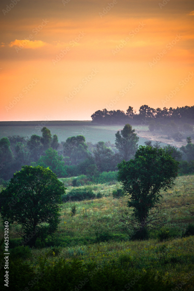 A Splendid Sunrise over a Serene Field of Wildflowers and a Lone Coniferous Tree. Fog over the forest . Green trees in forest . Summer landscape . Summer morning in the field 
