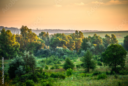 A Splendid Sunrise over a Serene Field of Wildflowers and a Lone Coniferous Tree. Fog over the forest . Green trees in forest . Summer landscape . Summer morning in the field 