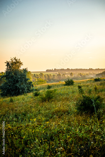 A Splendid Sunrise over a Serene Field of Wildflowers and a Lone Coniferous Tree. Fog over the forest . Green trees in forest . Summer landscape . Summer morning in the field  