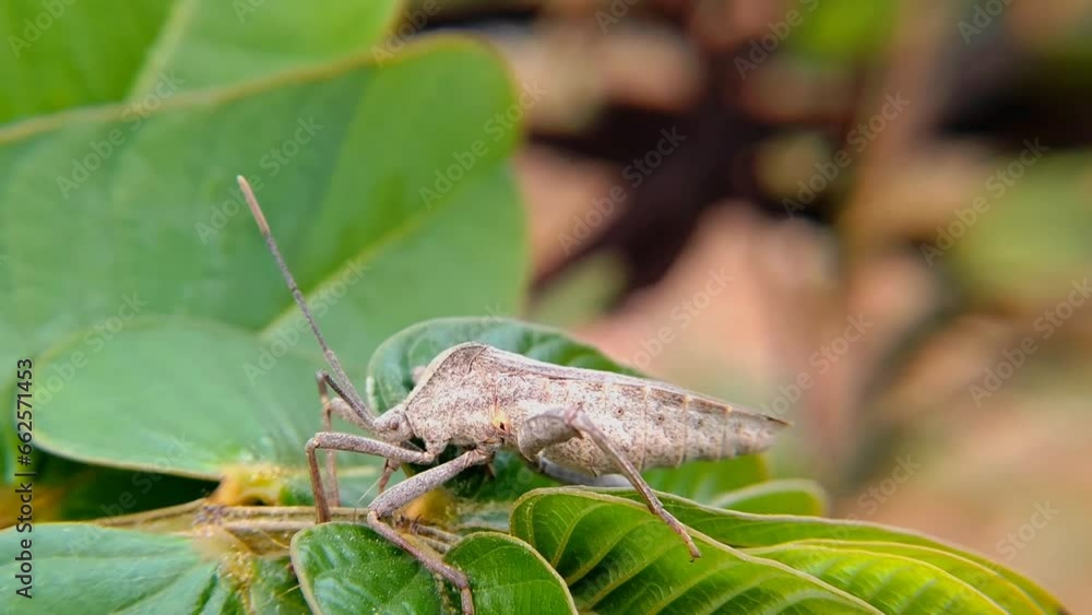 leaf footed bugs Coreidae is a large family of predominantly sap sucking insects in the Hemipteran suborder Heteroptera leaf footed bugs Coreidae is a large family of predominantly sap sucking insects in the Hemipteran suborder Heteroptera