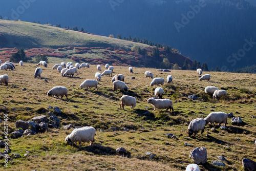 Sheep grazing on the mountain meadow in autumn, 
