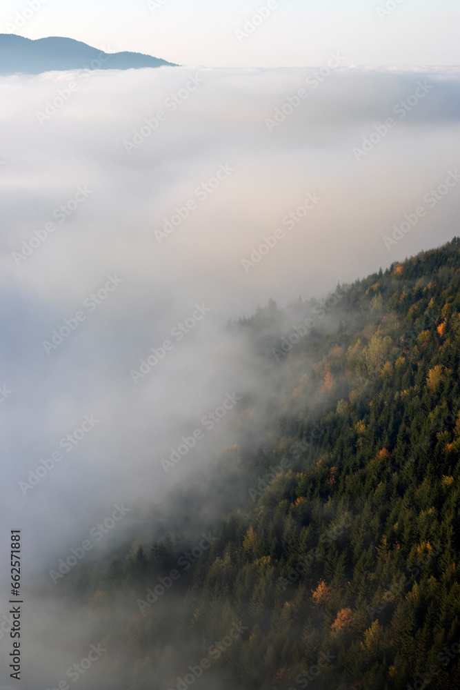 Misty mountain landscape with coniferous trees in the foreground. Misty mountain landscape with coniferous trees in the foreground.